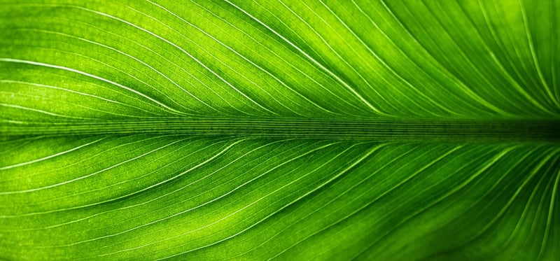 Eco-Friendly Textiles